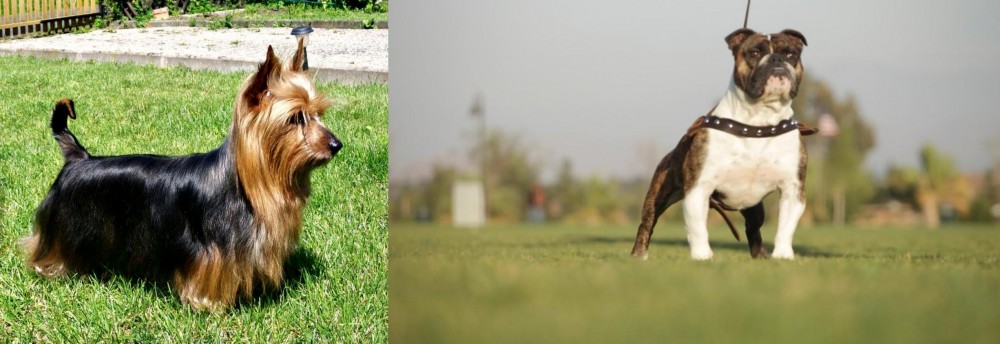 Bantam Bulldog vs Australian Silky Terrier - Breed Comparison