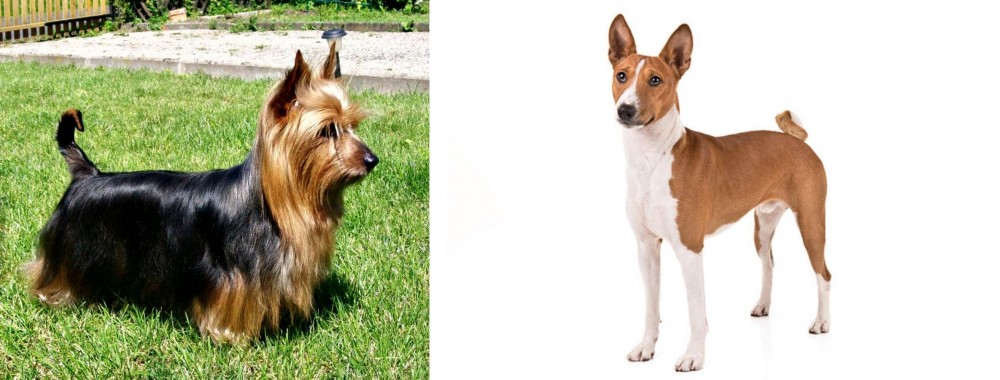 Basenji vs Australian Silky Terrier - Breed Comparison