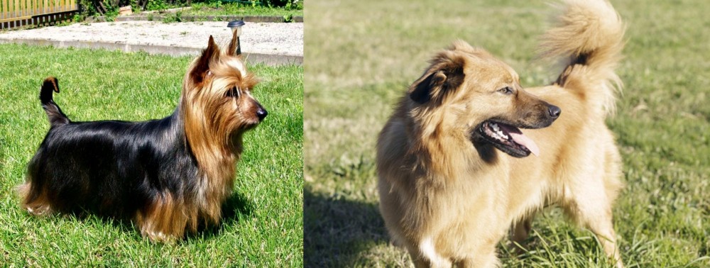 Basque Shepherd vs Australian Silky Terrier - Breed Comparison
