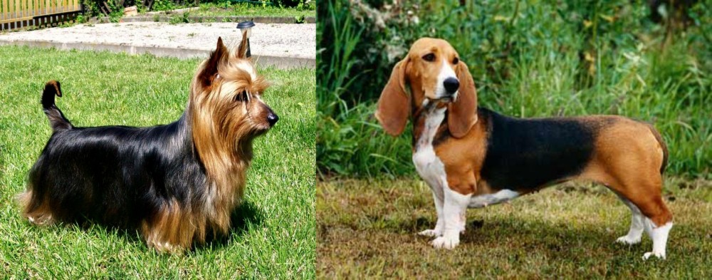 Basset Artesien Normand vs Australian Silky Terrier - Breed Comparison