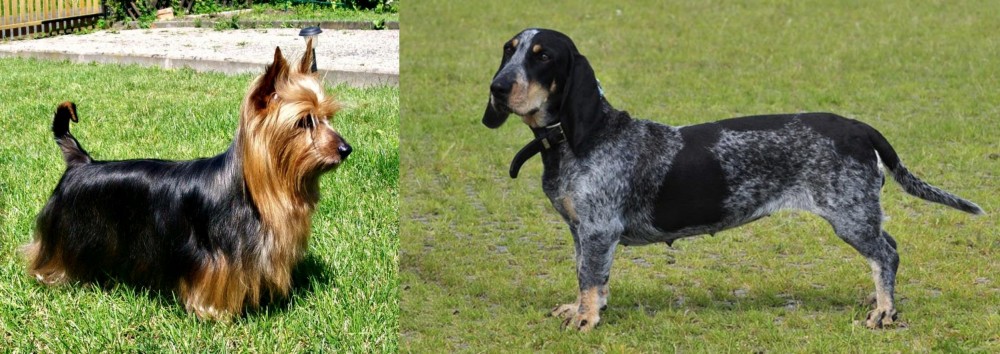 Basset Bleu de Gascogne vs Australian Silky Terrier - Breed Comparison