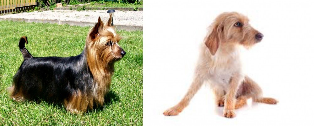 Basset Fauve de Bretagne vs Australian Silky Terrier - Breed Comparison