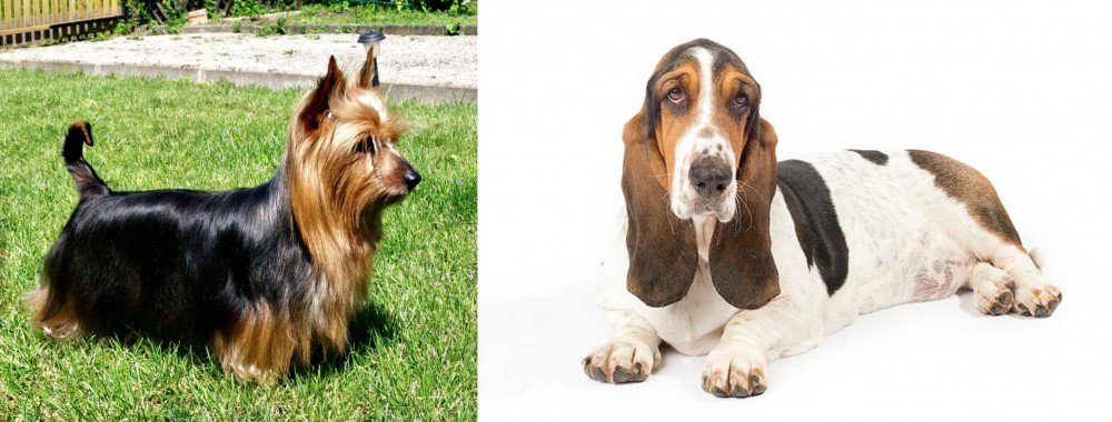 Basset Hound vs Australian Silky Terrier - Breed Comparison