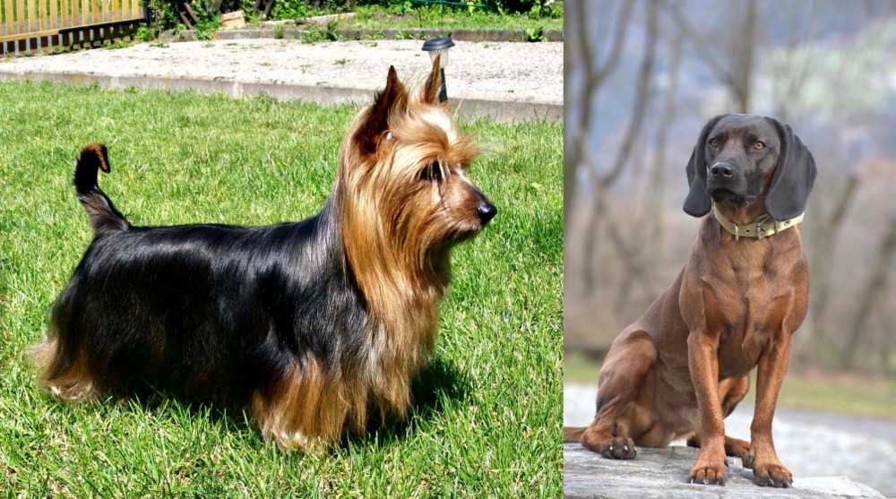 Bavarian Mountain Hound vs Australian Silky Terrier - Breed Comparison