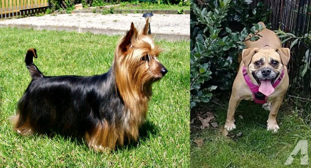 Beabull vs Australian Silky Terrier - Breed Comparison