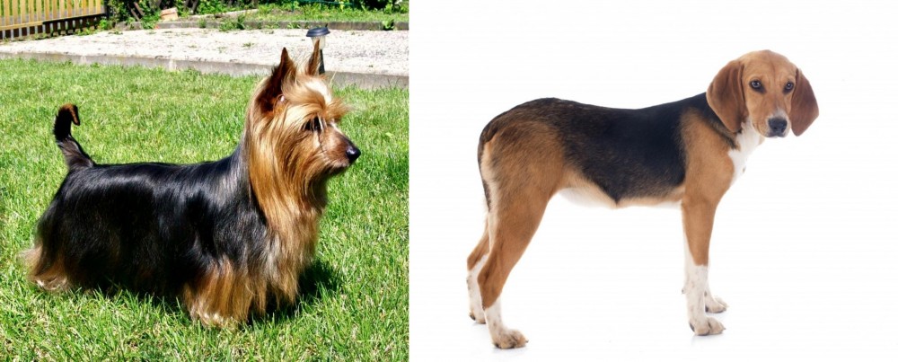 Beagle-Harrier vs Australian Silky Terrier - Breed Comparison