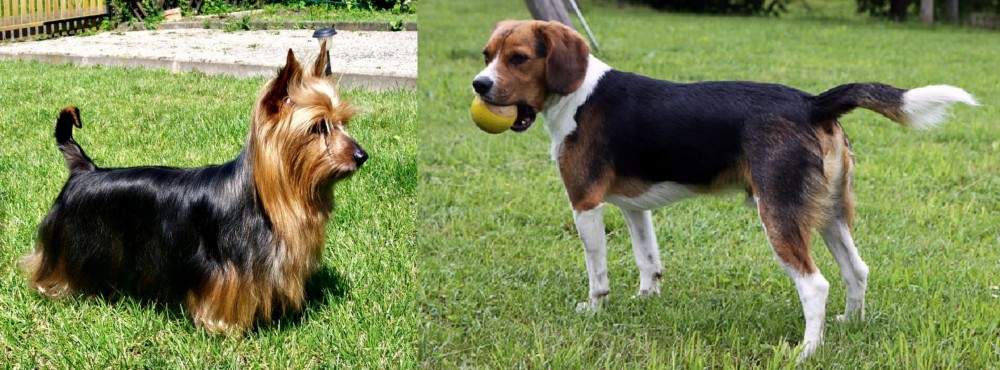 Beaglier vs Australian Silky Terrier - Breed Comparison