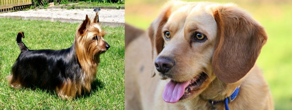 Beago vs Australian Silky Terrier - Breed Comparison