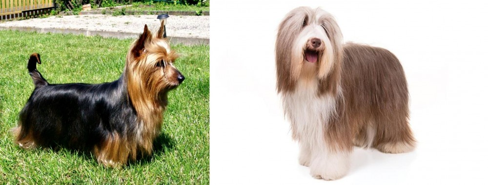 Bearded Collie vs Australian Silky Terrier - Breed Comparison