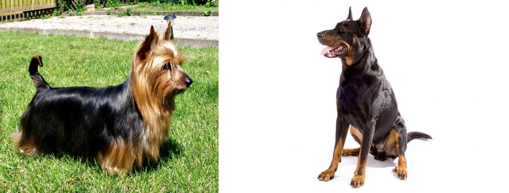 Beauceron vs Australian Silky Terrier - Breed Comparison