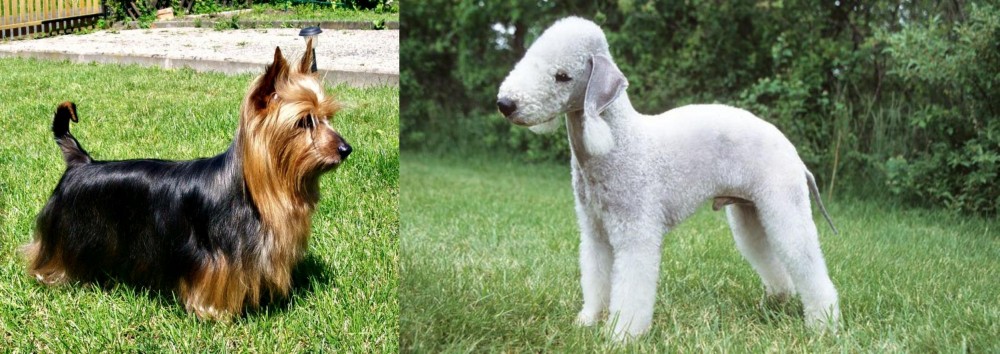 Bedlington Terrier vs Australian Silky Terrier - Breed Comparison