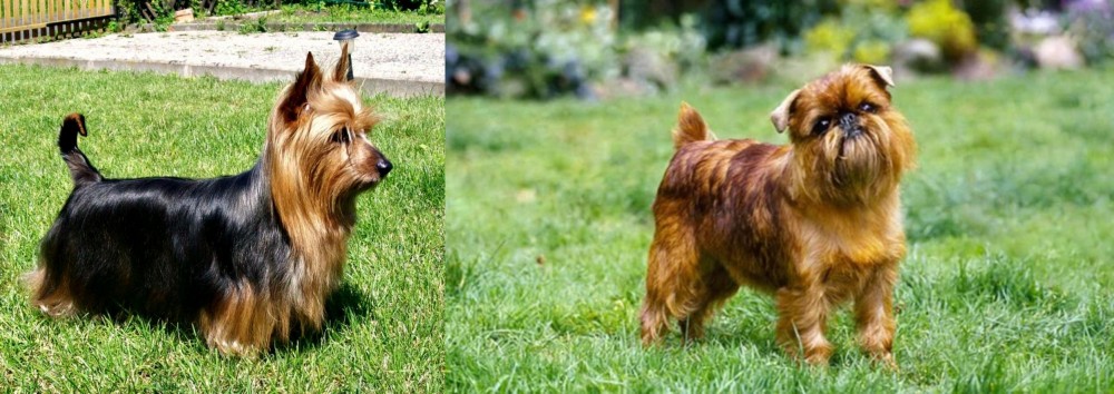 Belgian Griffon vs Australian Silky Terrier - Breed Comparison