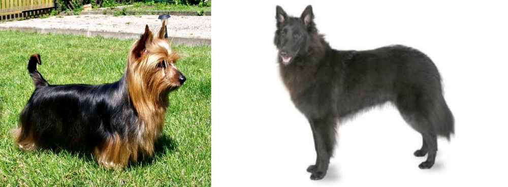 Belgian Shepherd vs Australian Silky Terrier - Breed Comparison