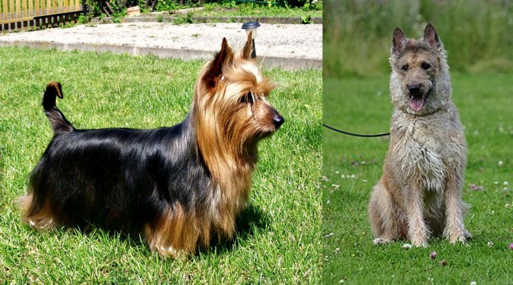 Belgian Shepherd Dog (Laekenois) vs Australian Silky Terrier - Breed Comparison