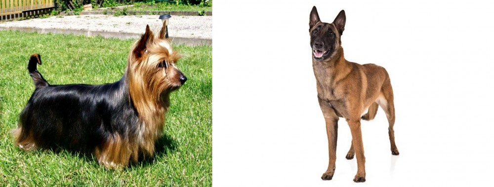 Belgian Shepherd Dog (Malinois) vs Australian Silky Terrier - Breed Comparison
