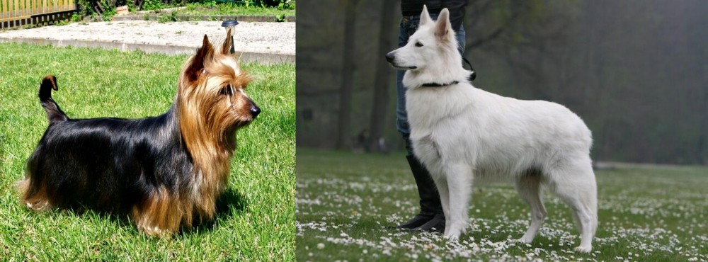 Berger Blanc Suisse vs Australian Silky Terrier - Breed Comparison