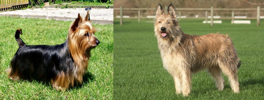 Berger Picard vs Australian Silky Terrier - Breed Comparison