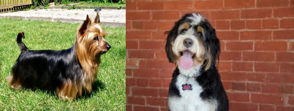 Bernedoodle vs Australian Silky Terrier - Breed Comparison