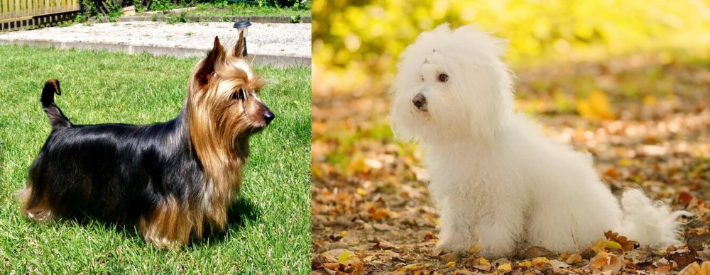 Bichon Bolognese vs Australian Silky Terrier - Breed Comparison