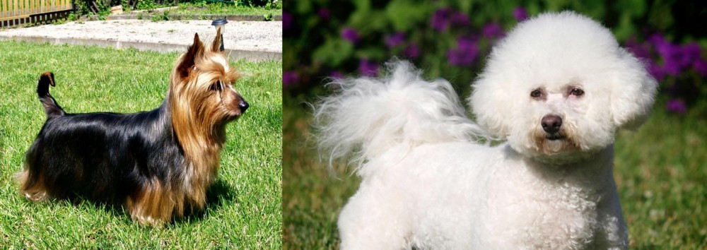 Bichon Frise vs Australian Silky Terrier - Breed Comparison