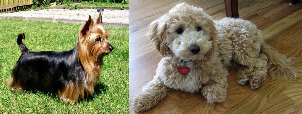 Bichonpoo vs Australian Silky Terrier - Breed Comparison