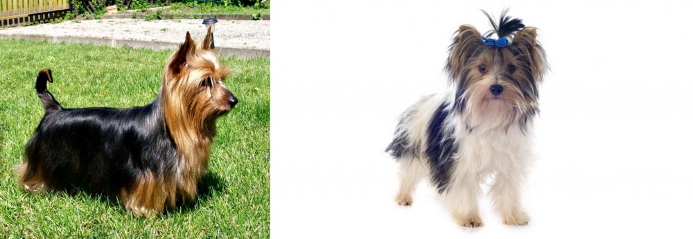 Biewer vs Australian Silky Terrier - Breed Comparison