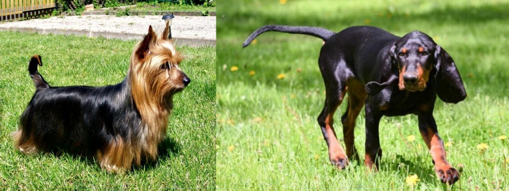 Black and Tan Coonhound vs Australian Silky Terrier - Breed Comparison