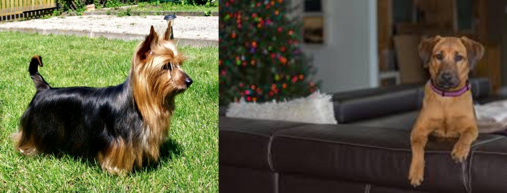 Black Mouth Cur vs Australian Silky Terrier - Breed Comparison