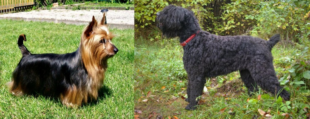 Black Russian Terrier vs Australian Silky Terrier - Breed Comparison