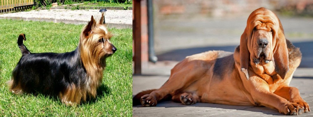 Bloodhound vs Australian Silky Terrier - Breed Comparison
