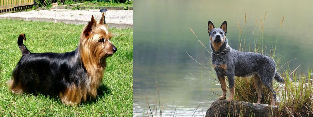 Blue Healer vs Australian Silky Terrier - Breed Comparison
