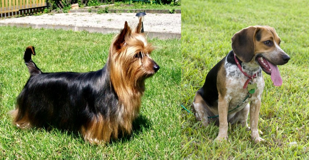 Bluetick Beagle vs Australian Silky Terrier - Breed Comparison
