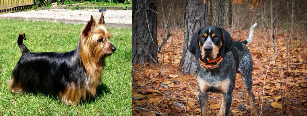 Bluetick Coonhound vs Australian Silky Terrier - Breed Comparison