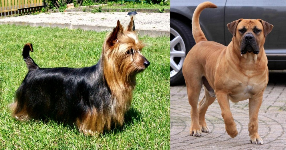Boerboel vs Australian Silky Terrier - Breed Comparison