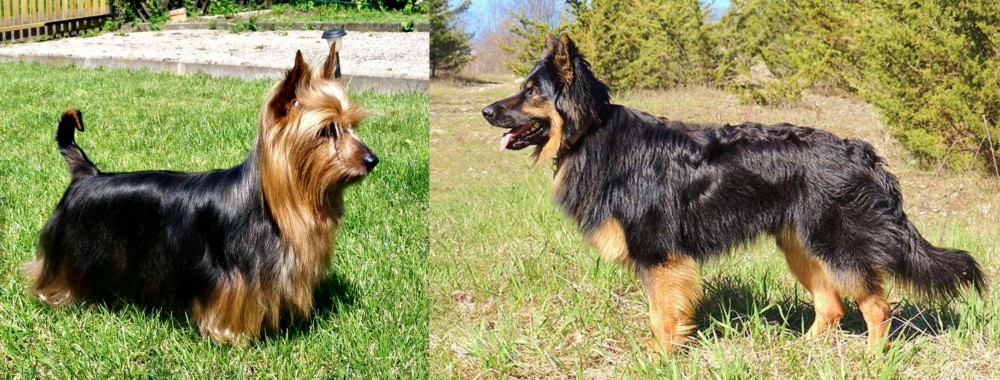 Bohemian Shepherd vs Australian Silky Terrier - Breed Comparison