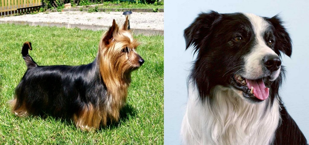 Border Collie vs Australian Silky Terrier - Breed Comparison
