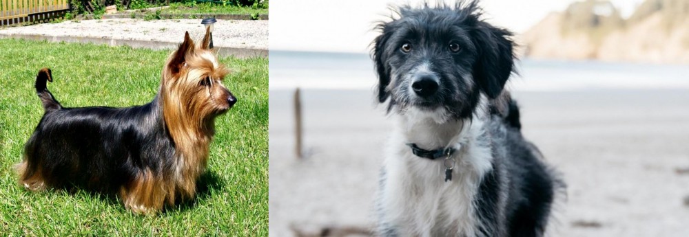 Bordoodle vs Australian Silky Terrier - Breed Comparison