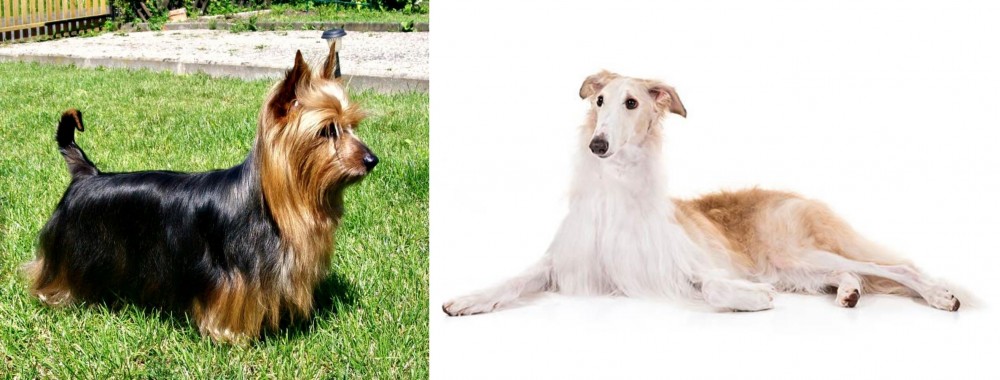 Borzoi vs Australian Silky Terrier - Breed Comparison
