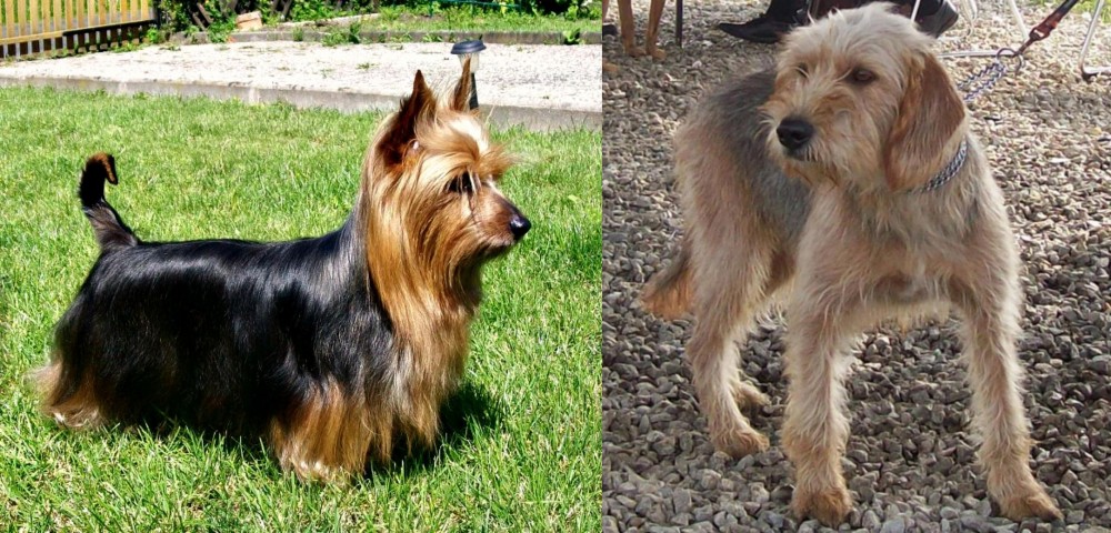Bosnian Coarse-Haired Hound vs Australian Silky Terrier - Breed Comparison