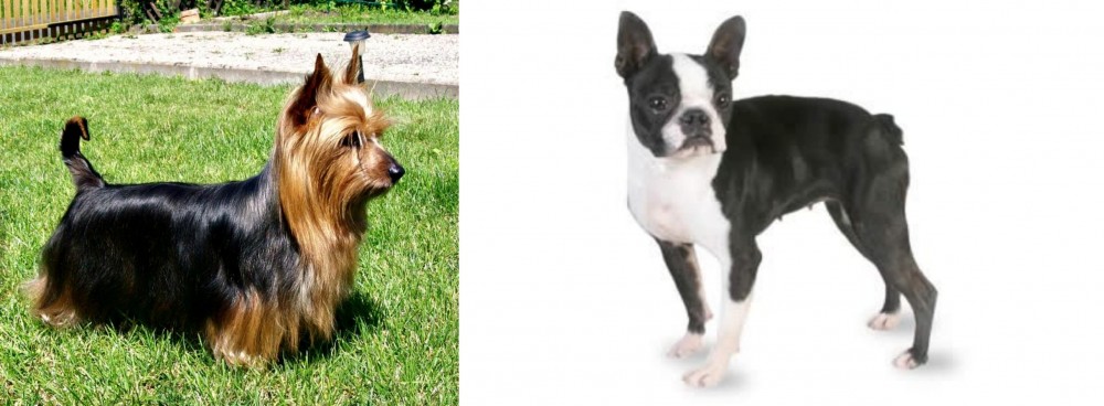 Boston Terrier vs Australian Silky Terrier - Breed Comparison