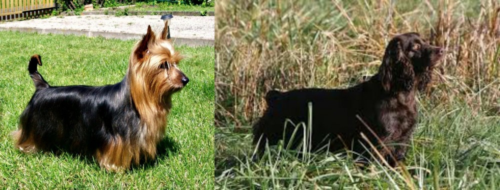 Boykin Spaniel vs Australian Silky Terrier - Breed Comparison
