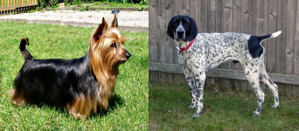 Braque d'Auvergne vs Australian Silky Terrier - Breed Comparison