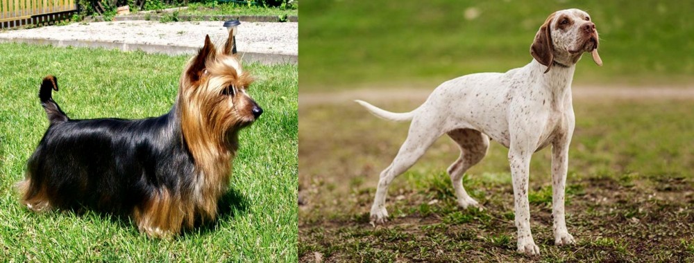 Braque du Bourbonnais vs Australian Silky Terrier - Breed Comparison