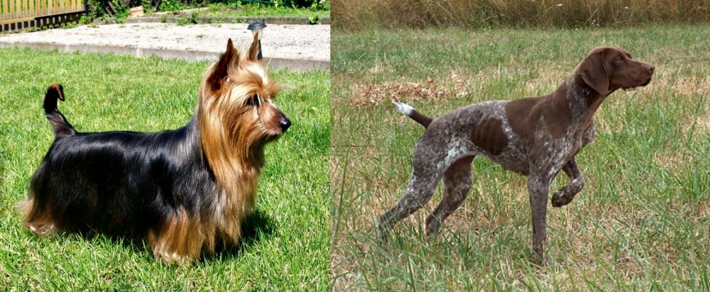 Braque Francais vs Australian Silky Terrier - Breed Comparison