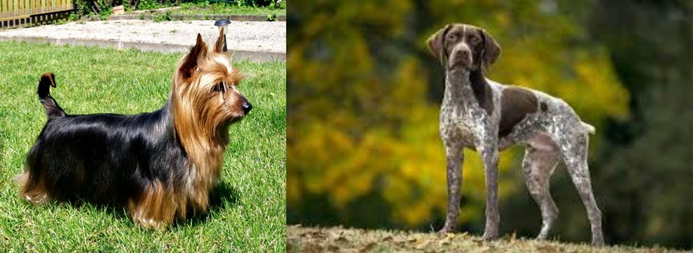 Braque Francais (Gascogne Type) vs Australian Silky Terrier - Breed Comparison