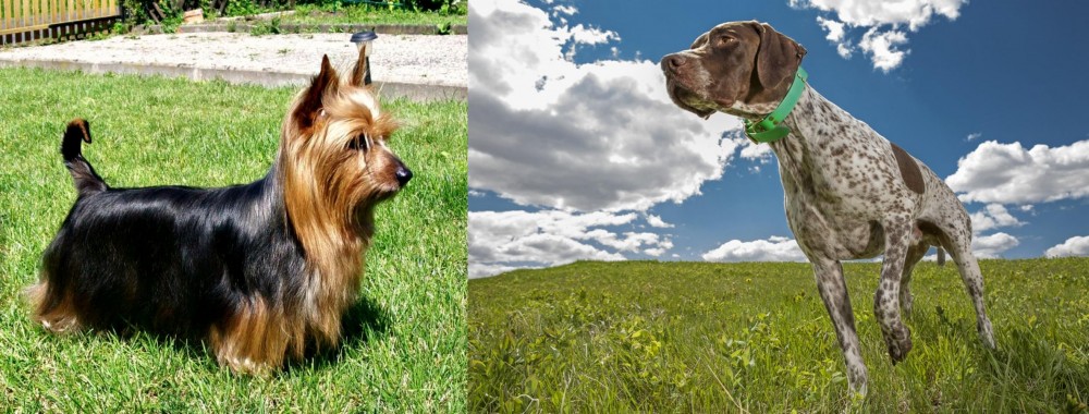 Braque Francais (Pyrenean Type) vs Australian Silky Terrier - Breed Comparison