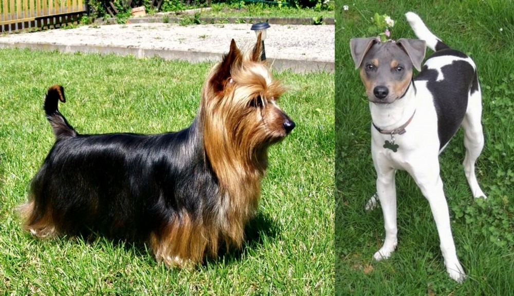 Brazilian Terrier vs Australian Silky Terrier - Breed Comparison
