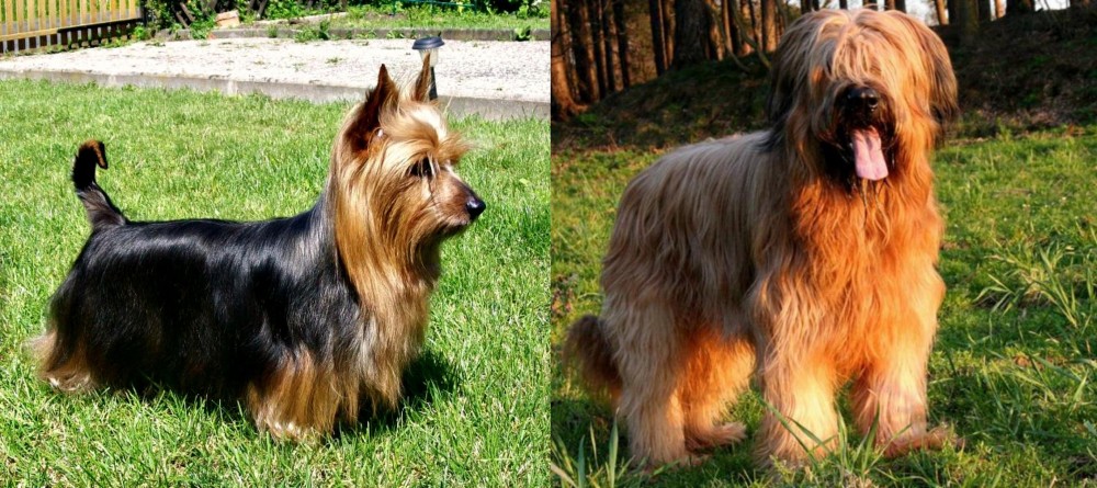 Briard vs Australian Silky Terrier - Breed Comparison
