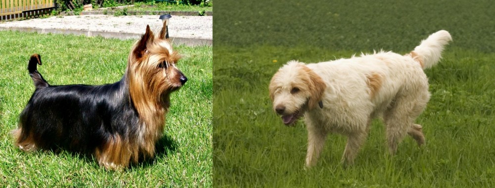Briquet Griffon Vendeen vs Australian Silky Terrier - Breed Comparison
