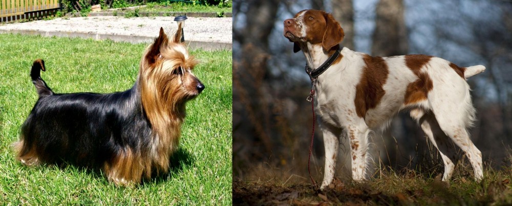Brittany vs Australian Silky Terrier - Breed Comparison